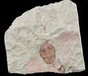Ordovician Euloma Trilobite - Zagora, Morocco #45096-1